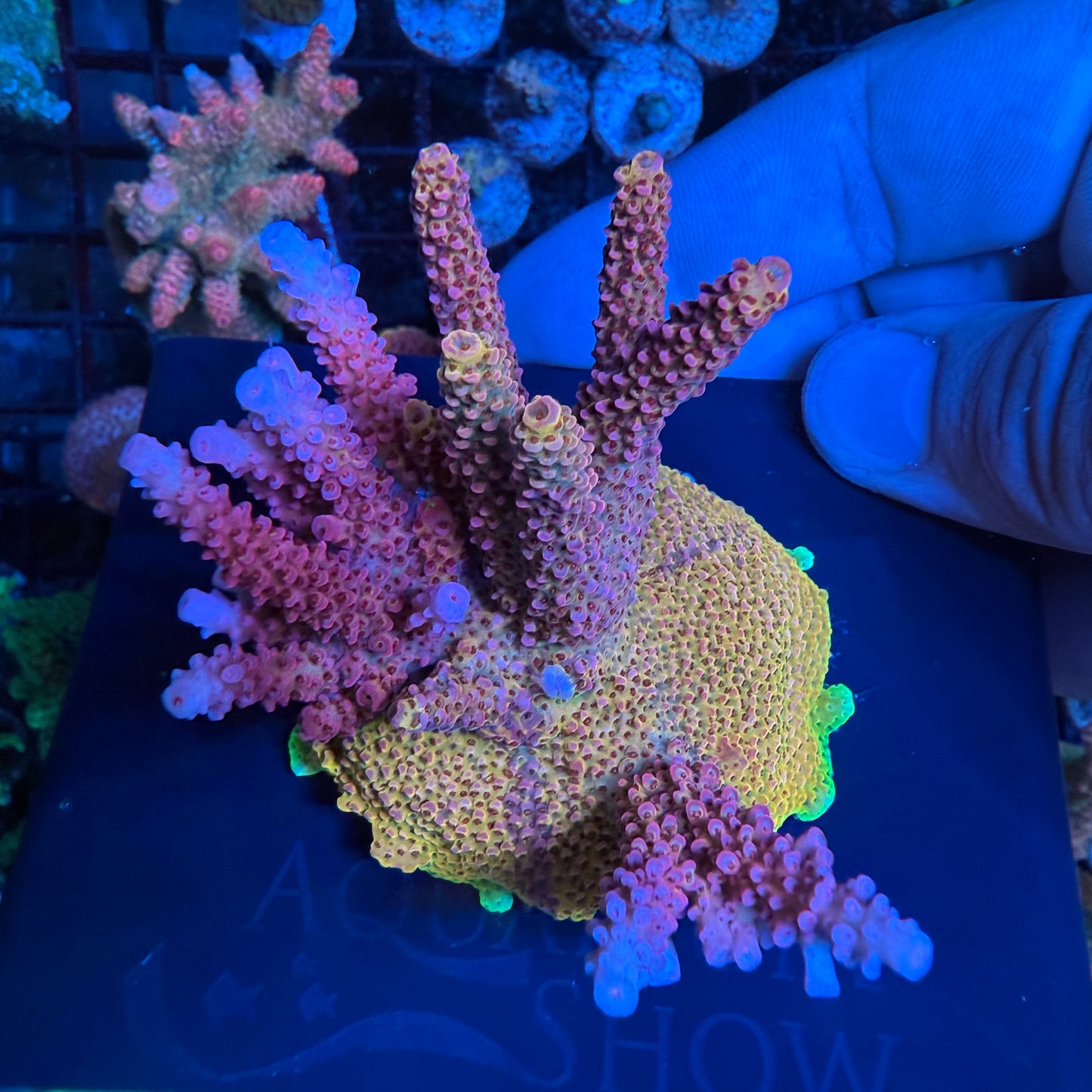 WYSIWYG PC Rainbow Acropora Colony