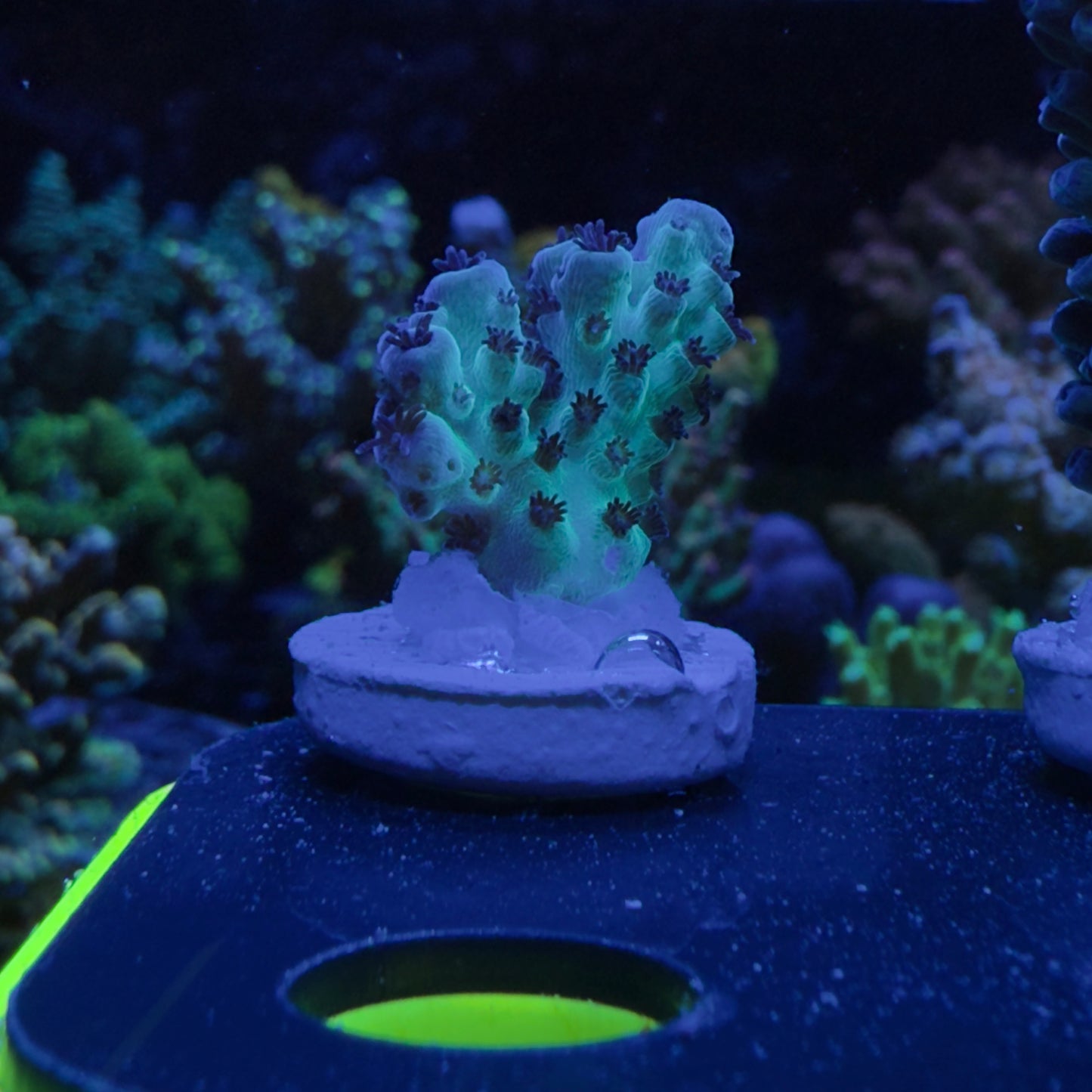 WYSIWYG Cookie Monster Acro