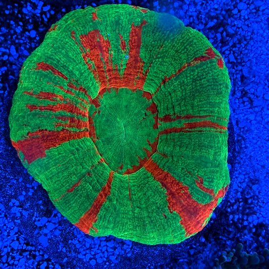 WYSIWYG Bleeding Apple Scolly