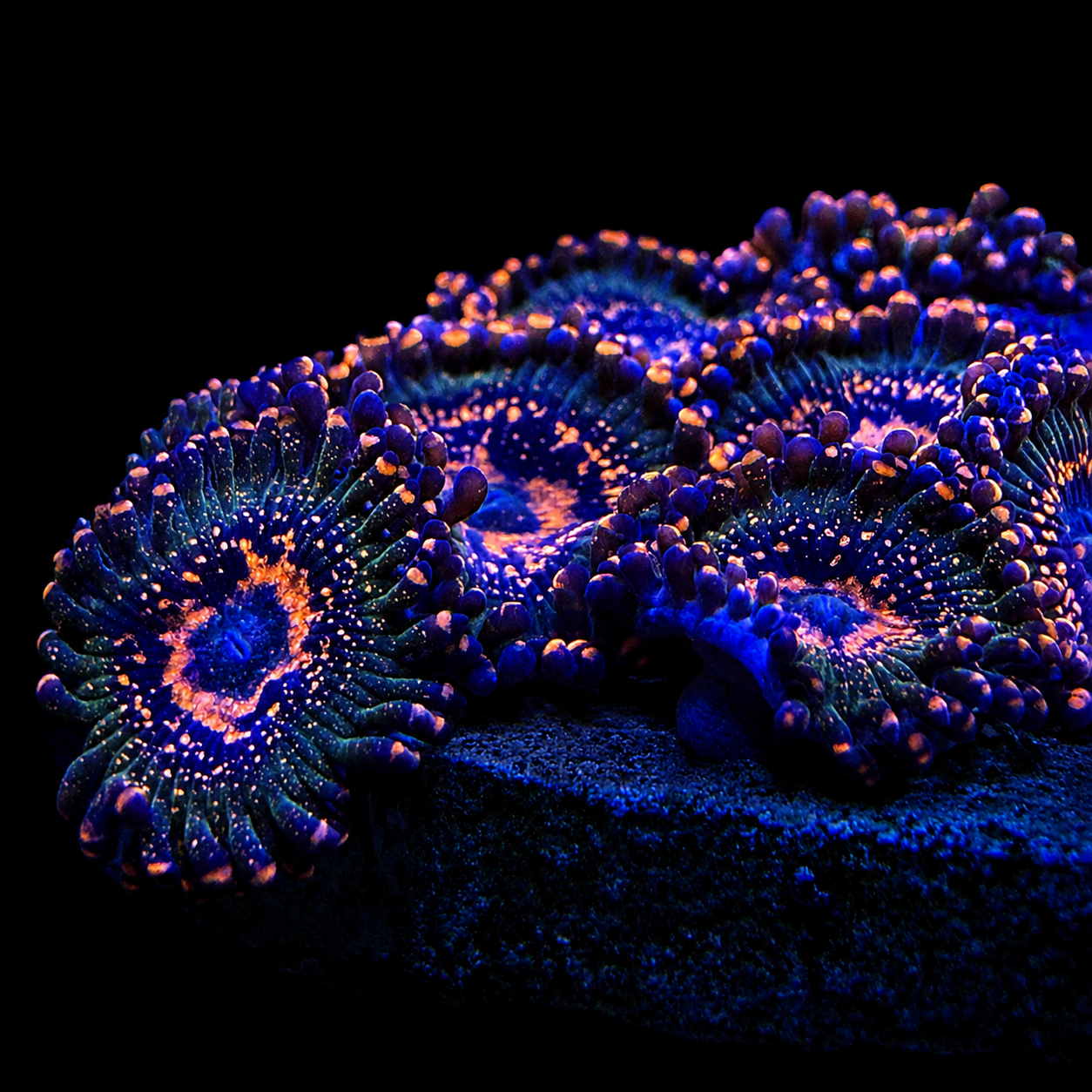 JF Azz Krak Zoanthids Coral