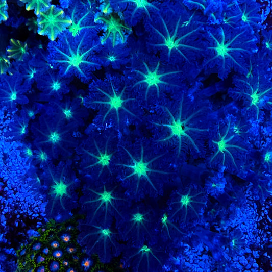 WYSIWYG Clove Polyp Colony