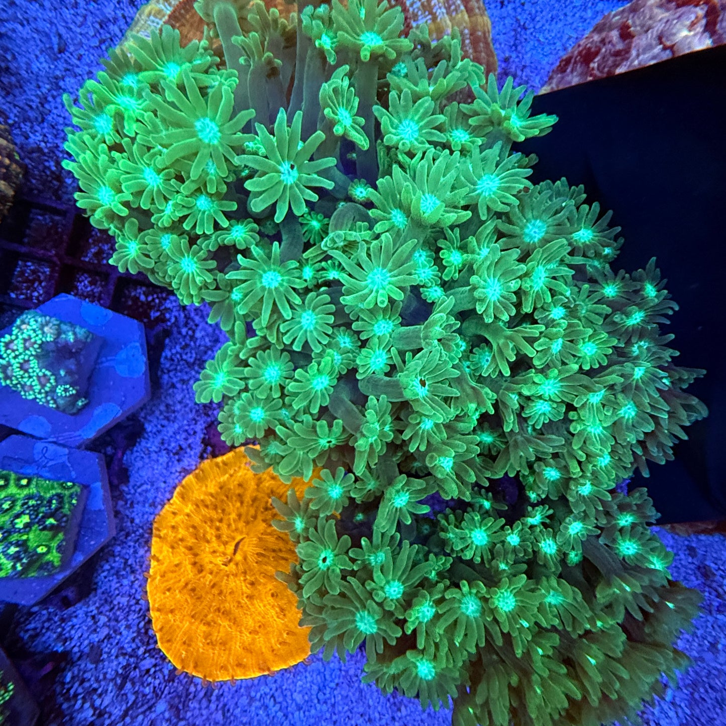 WYSIWYG Green Gonipora