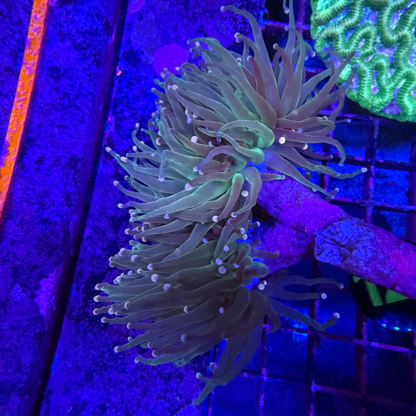 WYSIWYG Pink Tip Torch Coral