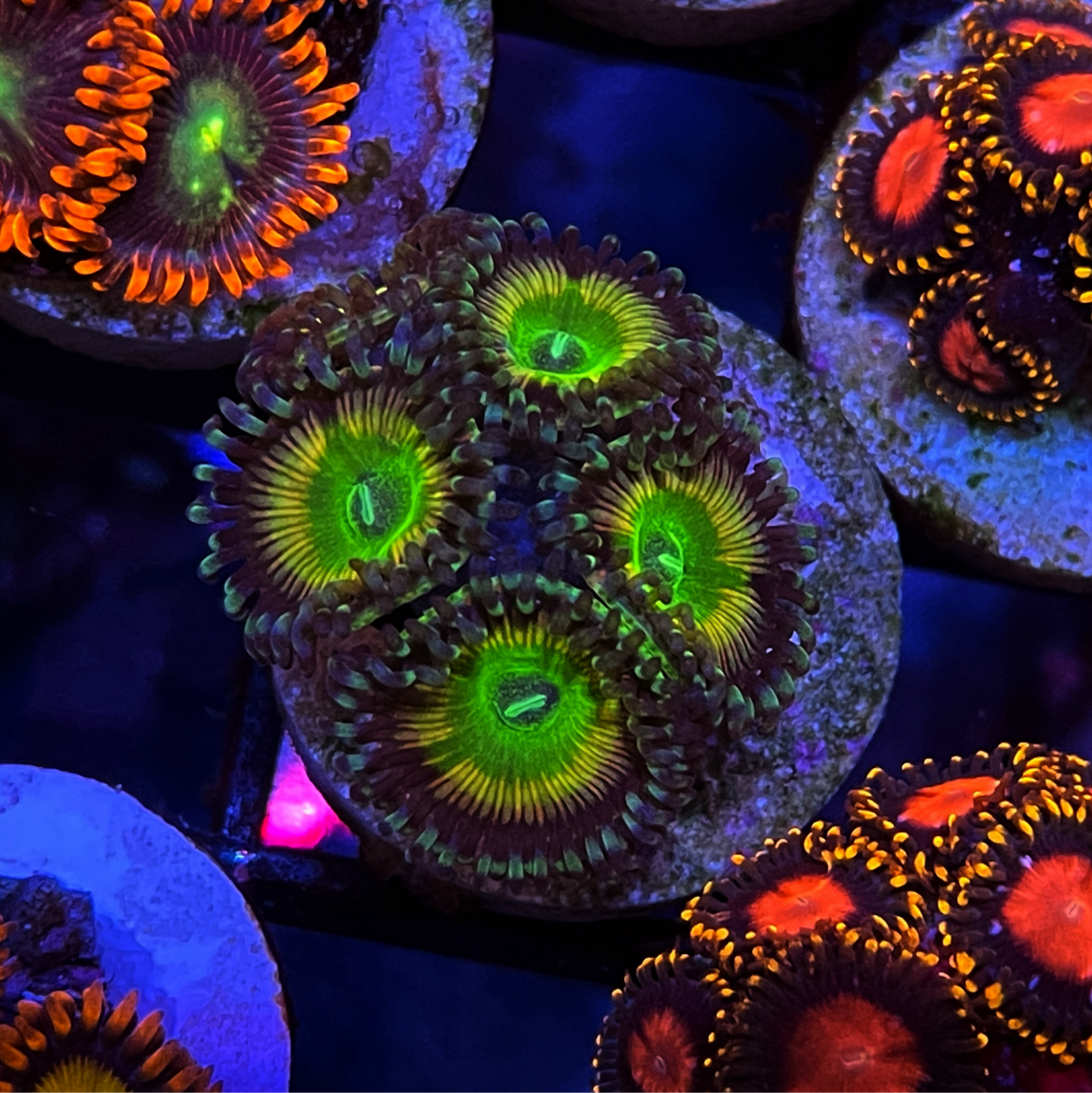 Sour Apples Zoanthids