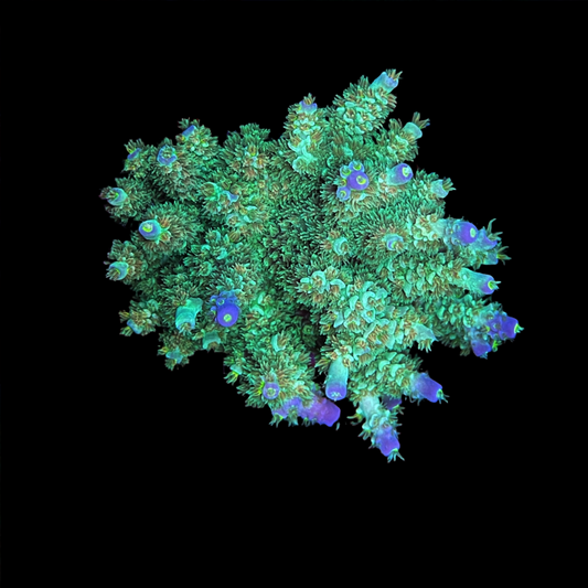 AS Voodo Acropora Tenuis