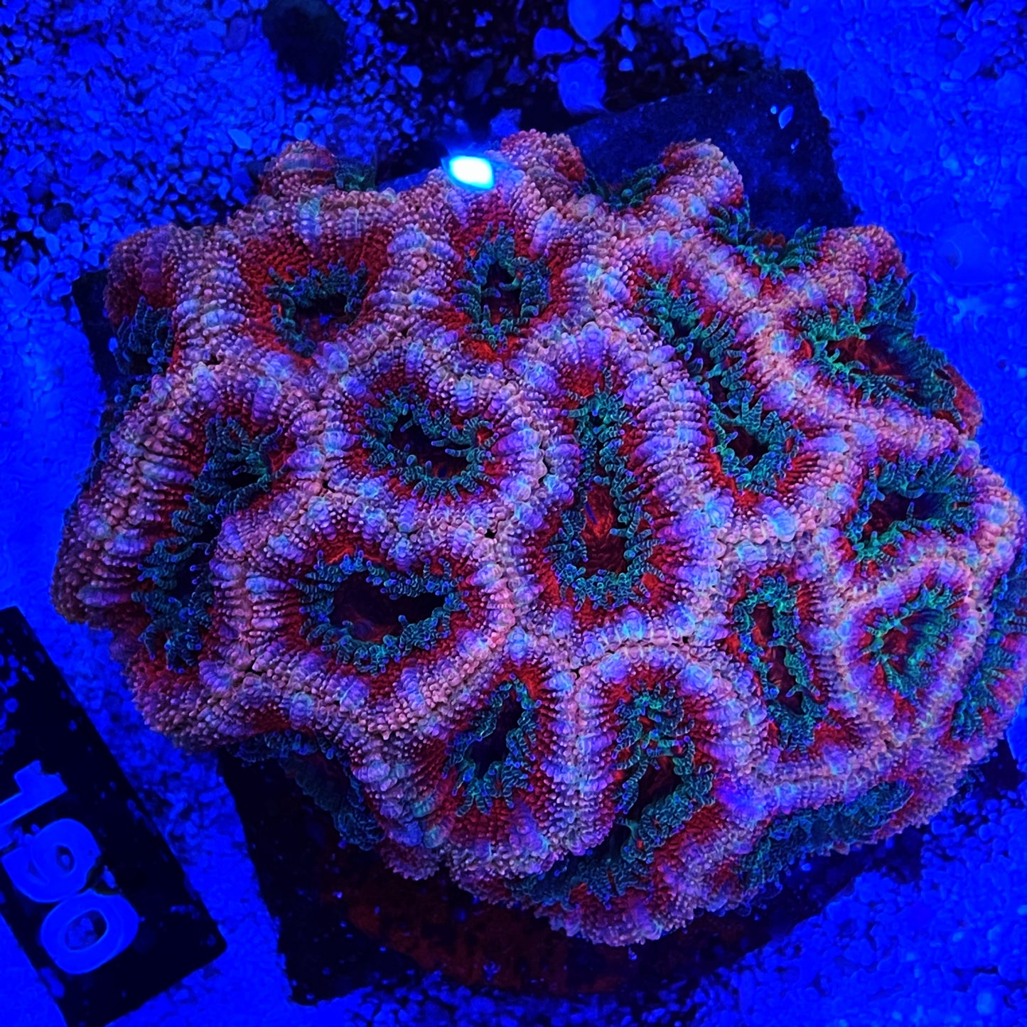 Acan Colony