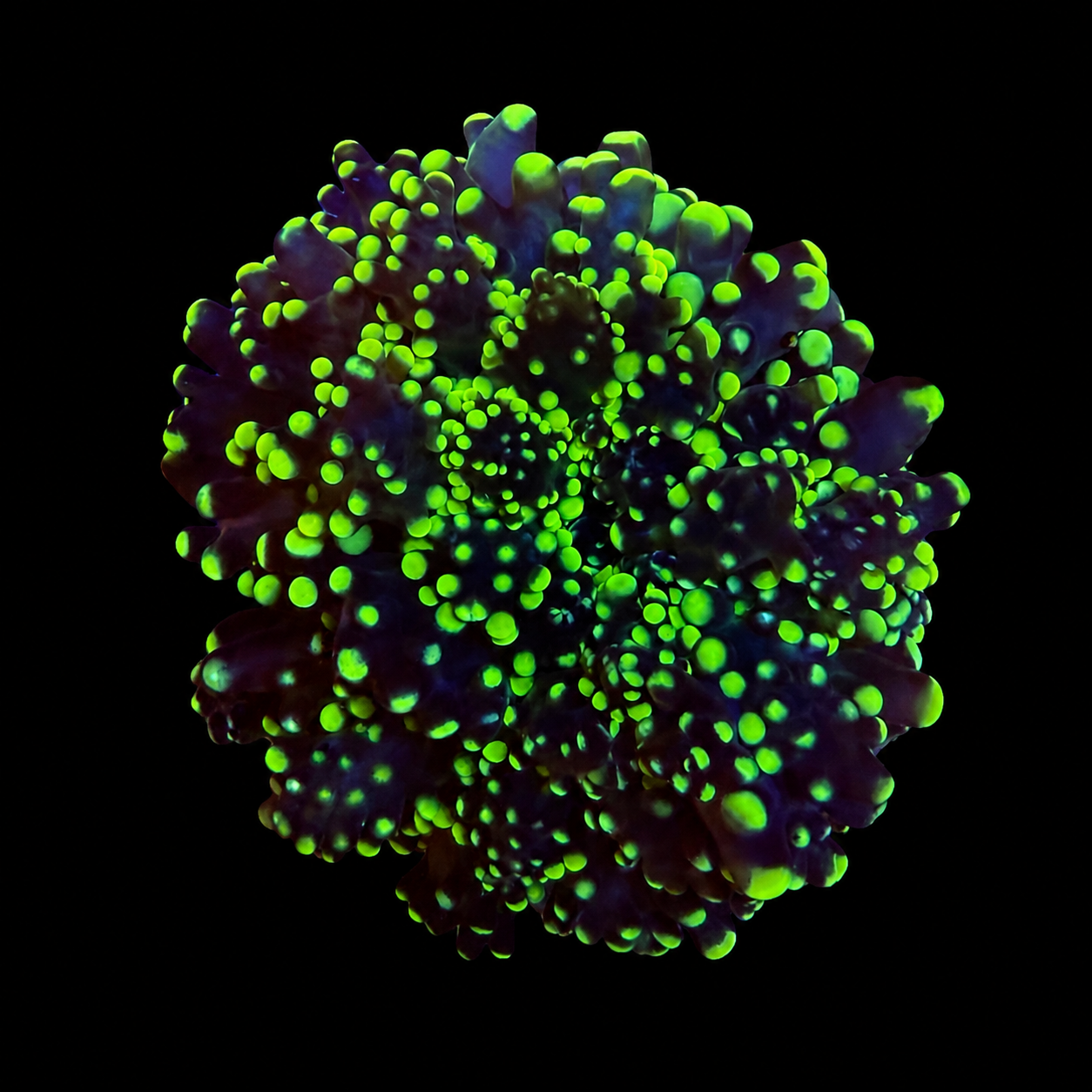 Metallic Green Frogspawn Coral