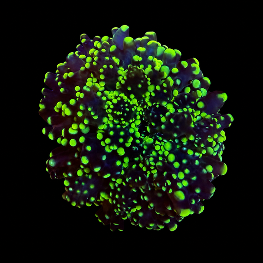 Metallic Green Frogspawn Coral