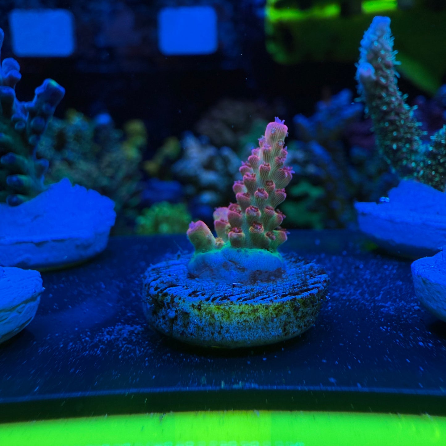 WYSIWYG Malificent Acro