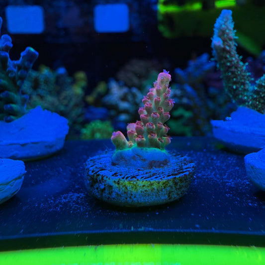 WYSIWYG Malificent Acro