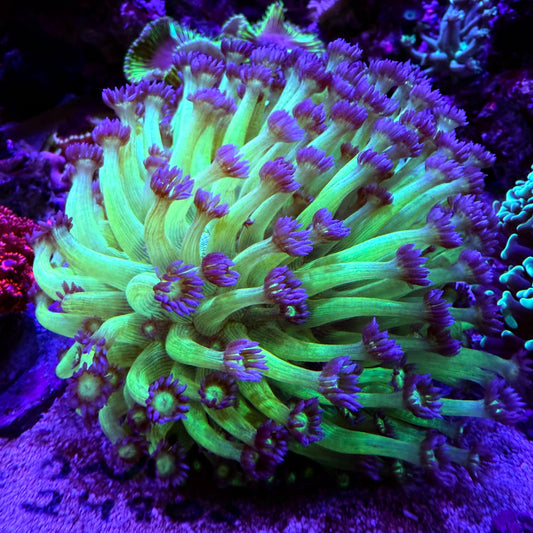 WYSIWYG Purple Tip Neon Goni LG