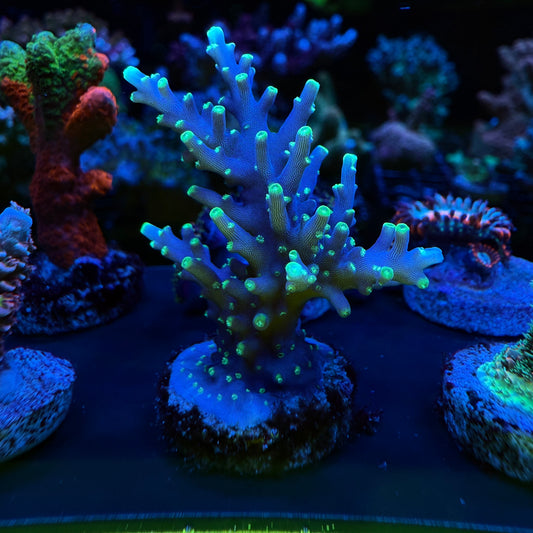 WYSIWYG Pac-Man Dragon Acro