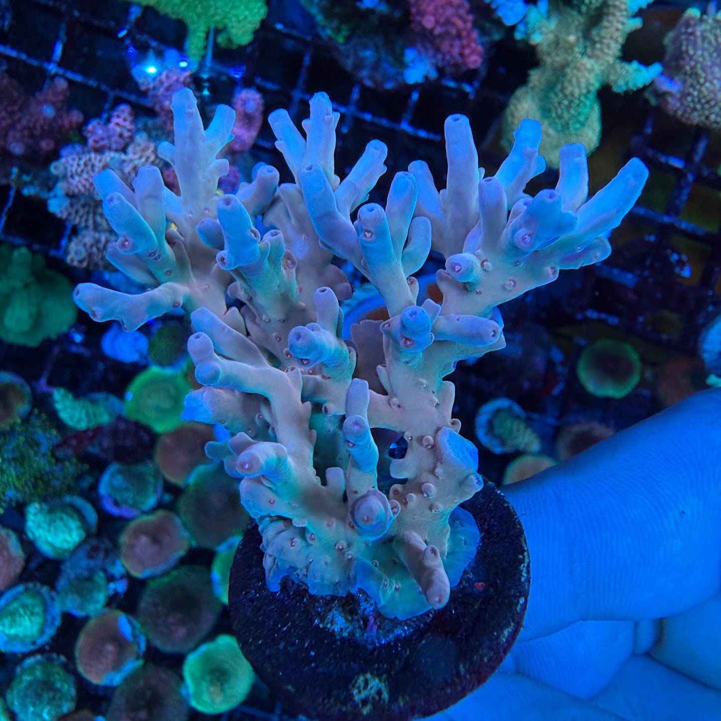 AS Acropora Lokani