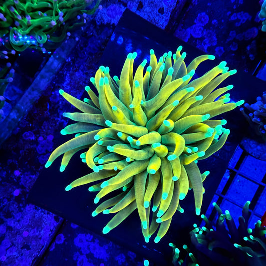 WYSIWYG Banana Torch