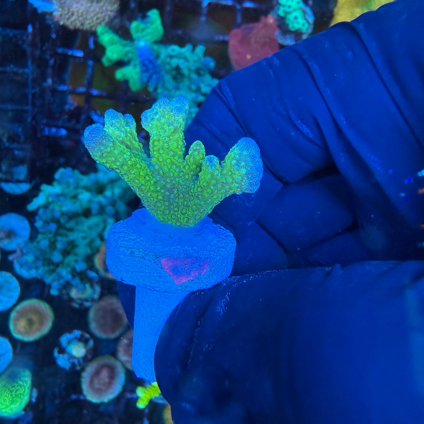 WYSIWYG Green Montipora Digitata