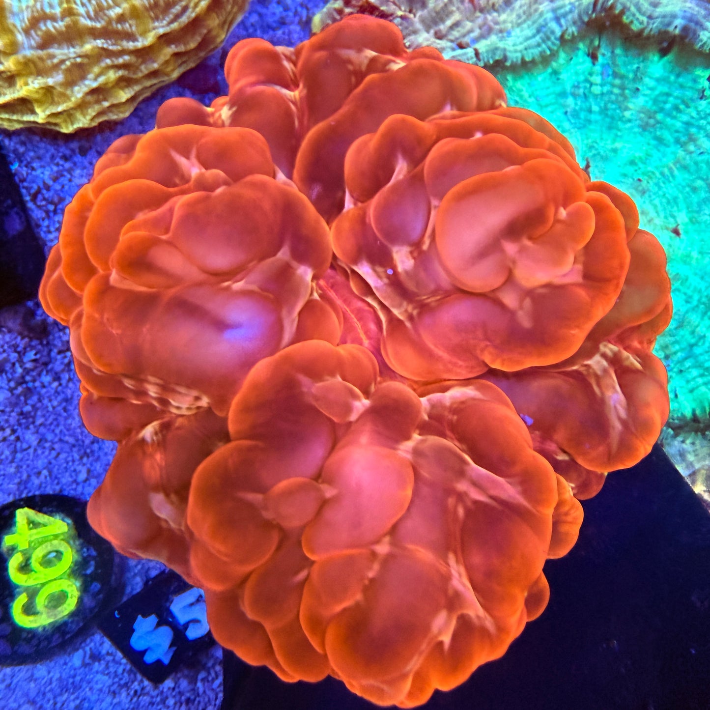 WYSIWYG Ultra Red Cynarina