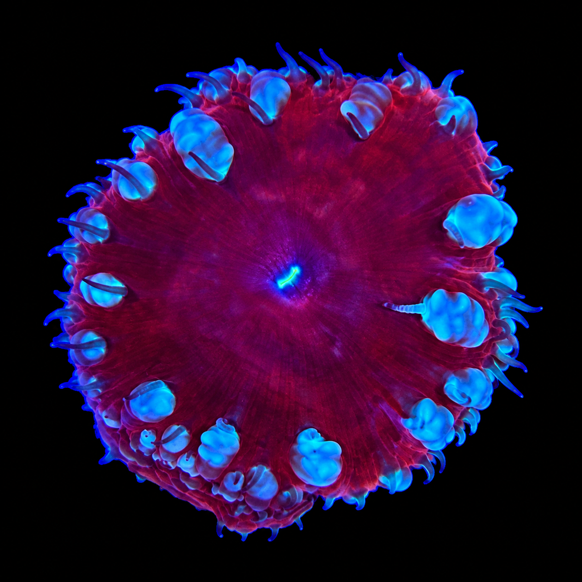 Ultra Blasto Coral Frag