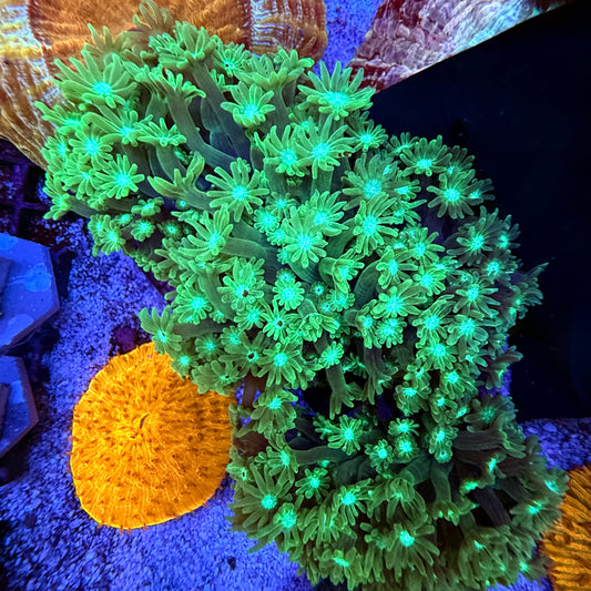 WYSIWYG Green Gonipora