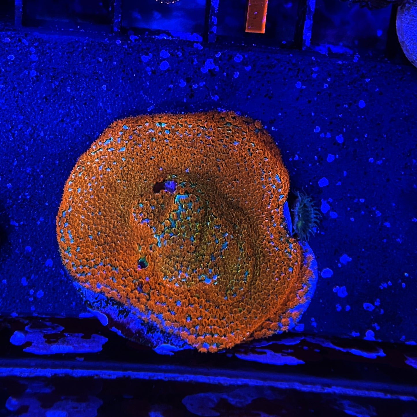 Forest Fire Montipora