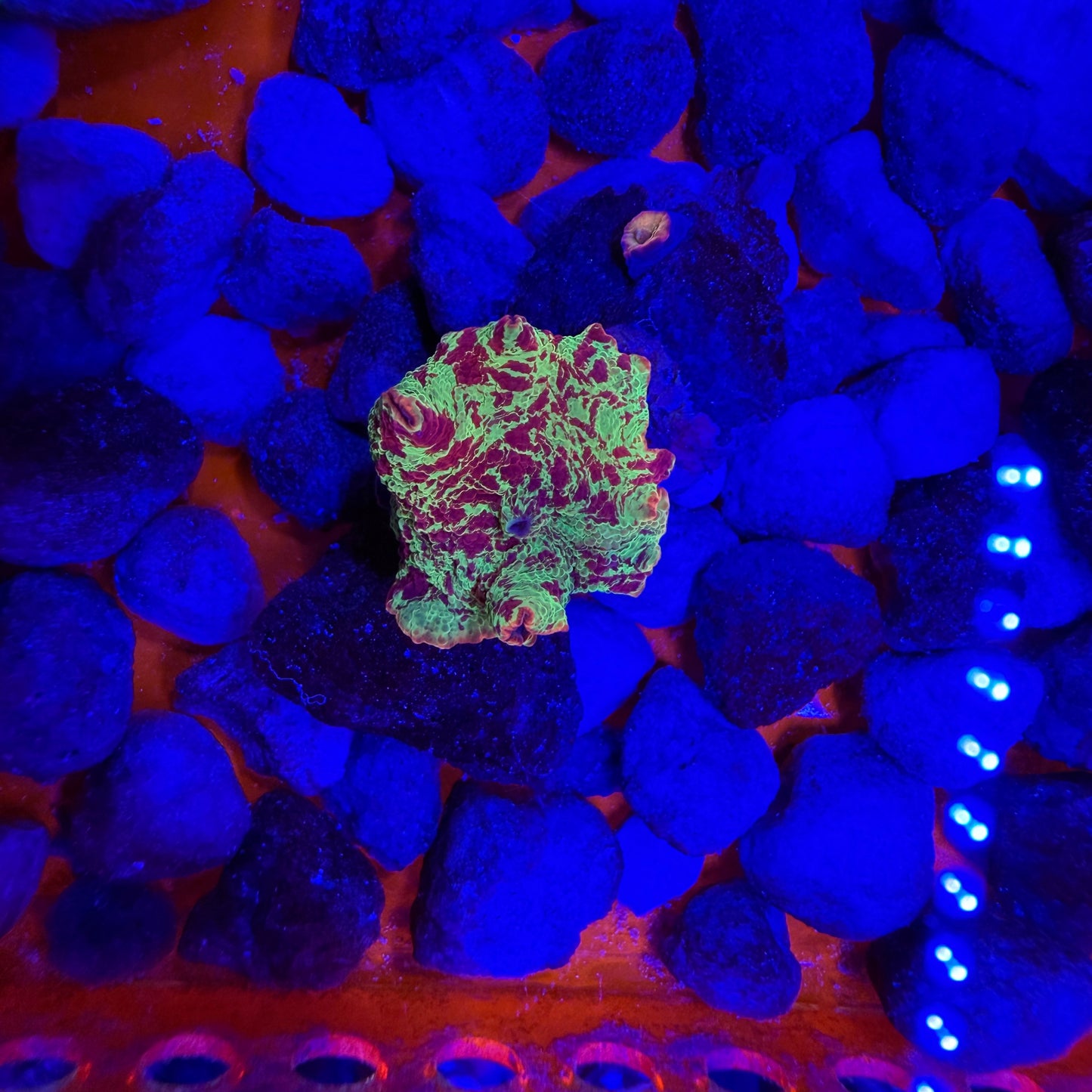 WYSIWYG Jawbreaker Mushroom Coral