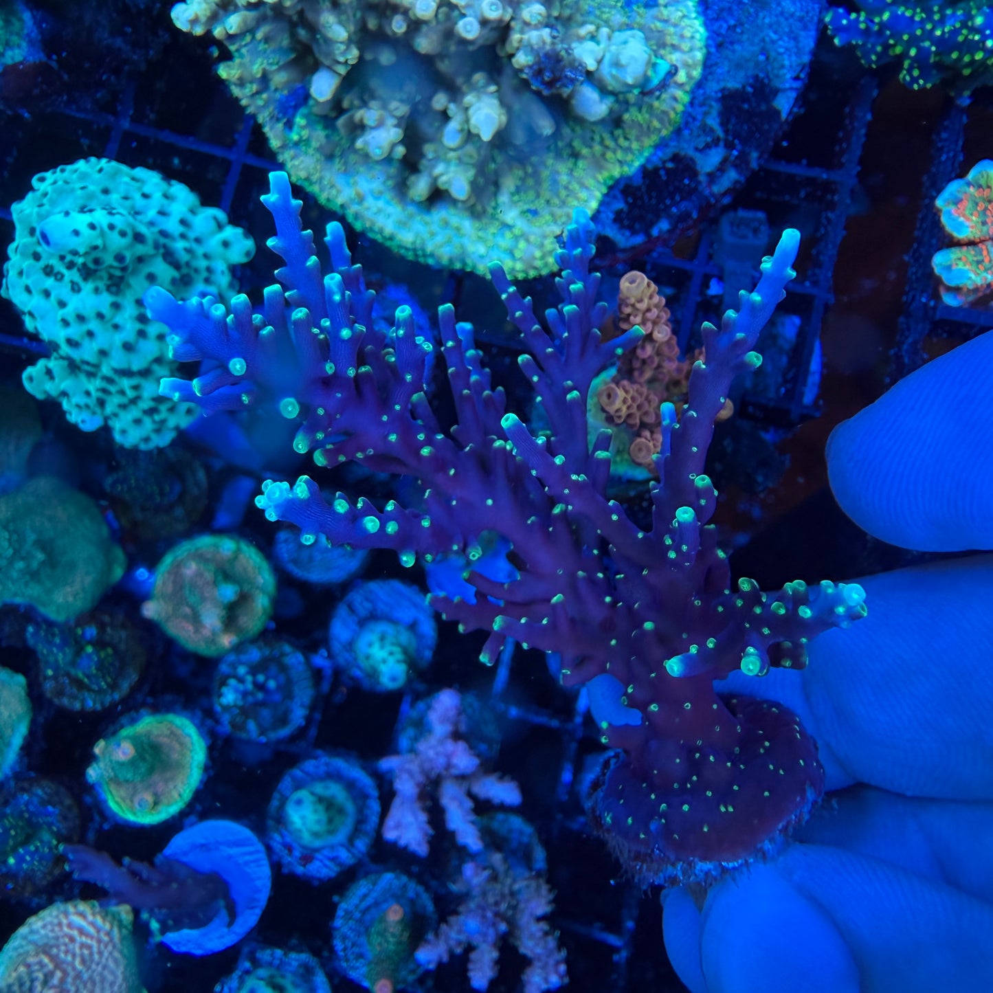 WYSIWYG Pacman Dragon Coral Colony