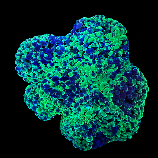 Yellow Splatter Hammer Coral