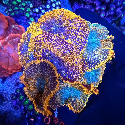 WYSIWYG Mushroom Rock