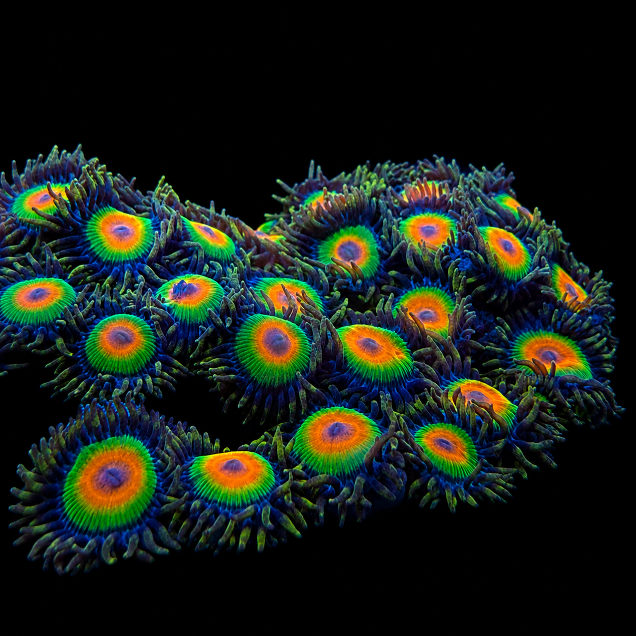 Rastas Zoanthids Coral