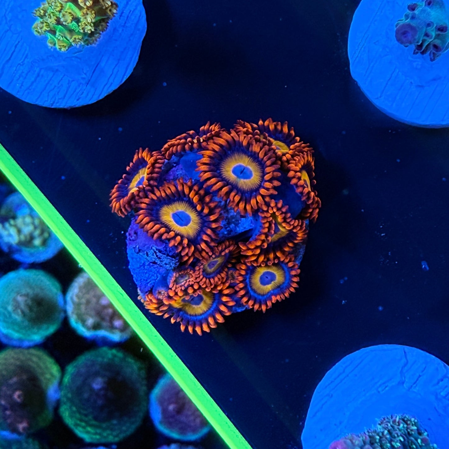 WYSIWYG Blue Eyed Zoa