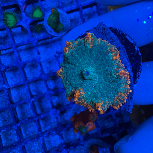 Orange Claw Rhodactis Mushroom