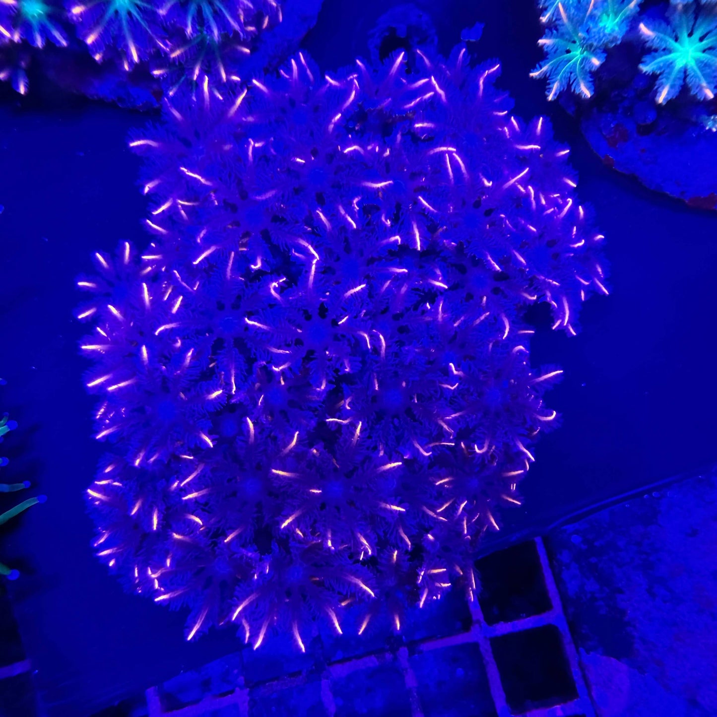 WYSIWYG Orange Lasers Clove Polyp Coral