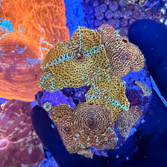 WYSIWYG Leopard Mushroom Rock