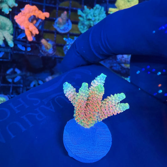 WYSIWYG ASD Rainbow Millie