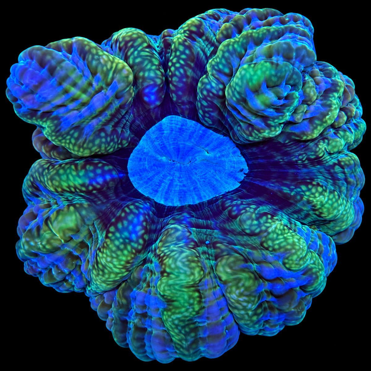 WYSIWYG Acanthophyllia Coral