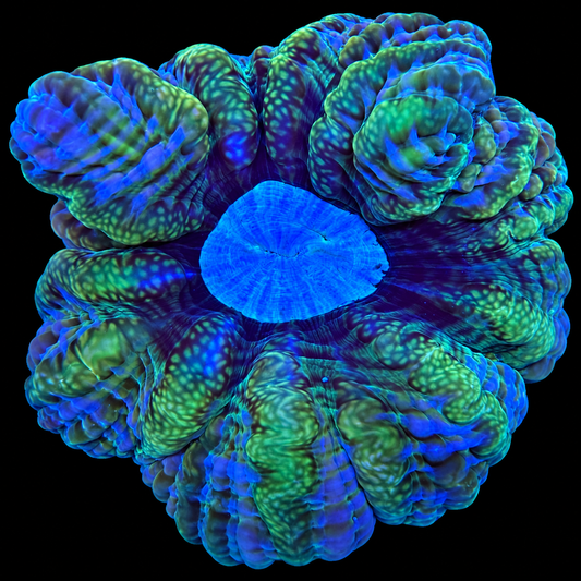 WYSIWYG Acanthophyllia Coral