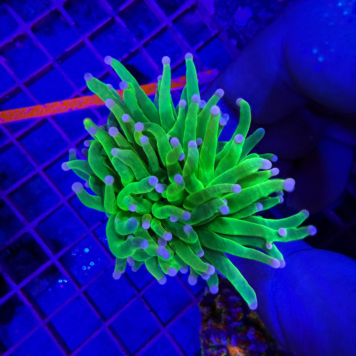 WYSIWYG Pink Tip Holy Grail Torch