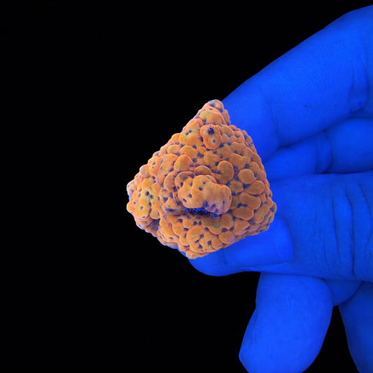 MWYSIWYG TSA The Beast Montipora Coral