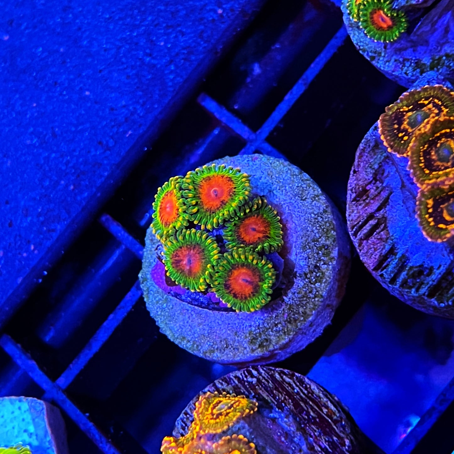 Awesome Blossom Zoanthids