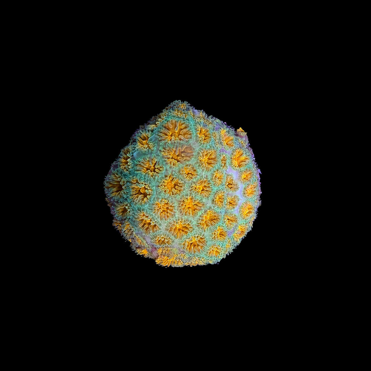 WYSIWYG John Deere Leptastrea Coral Frag