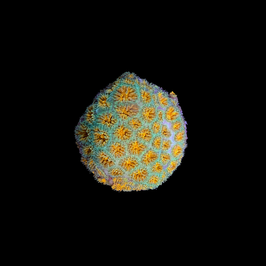 WYSIWYG John Deere Leptastrea Coral Frag