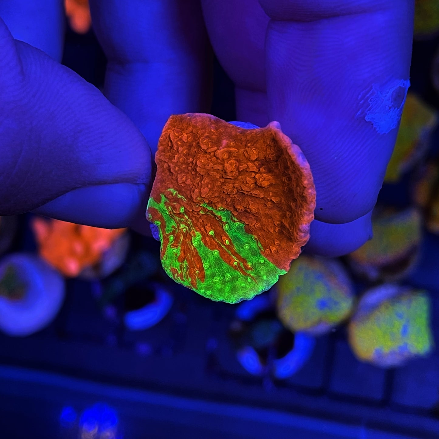 Grafted Montipora Cap