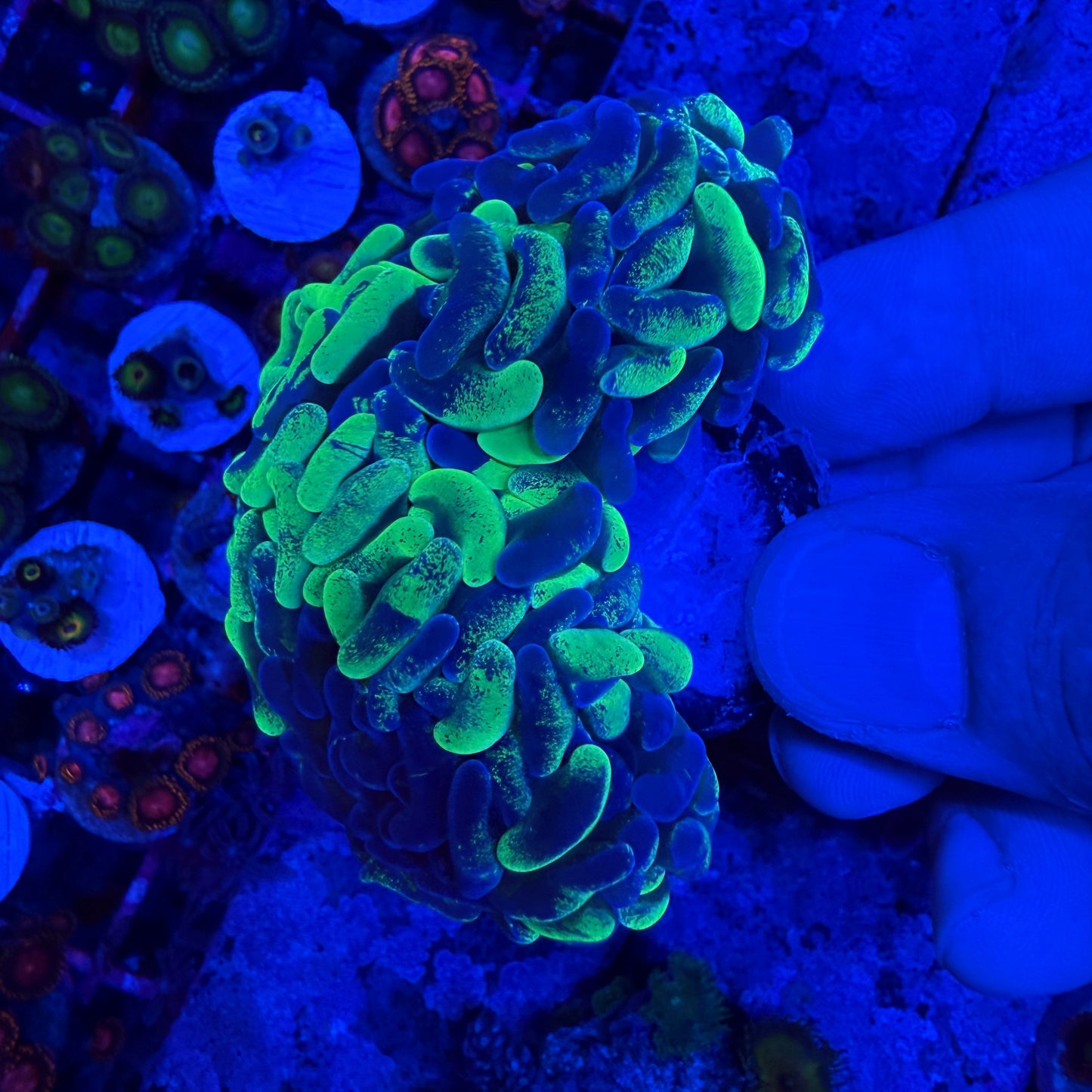 WYSIWYG Splatter Hammer