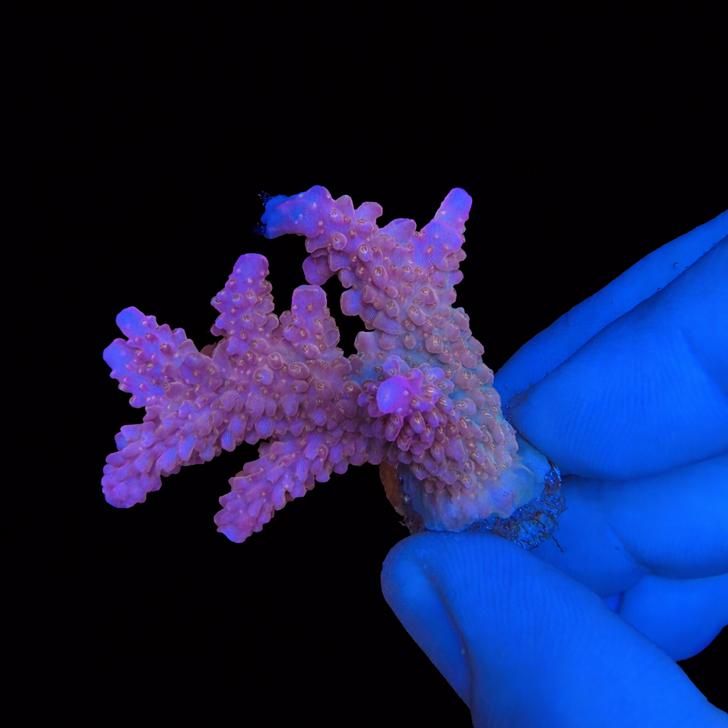 WYSIWYG AS Fruity Pebbles Coral Colony