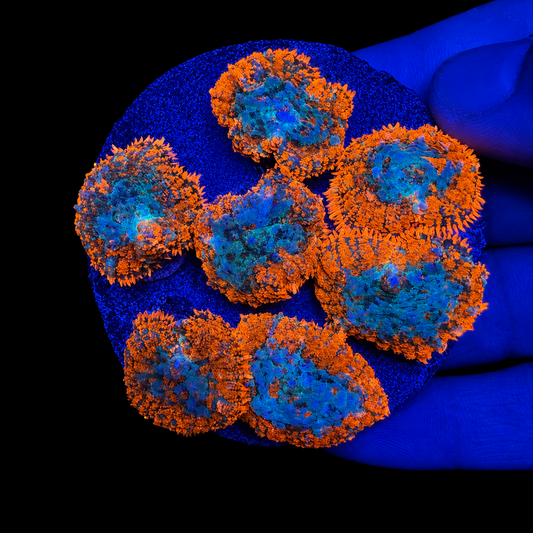 WYSIWYG High End Mushroom Rock Coral