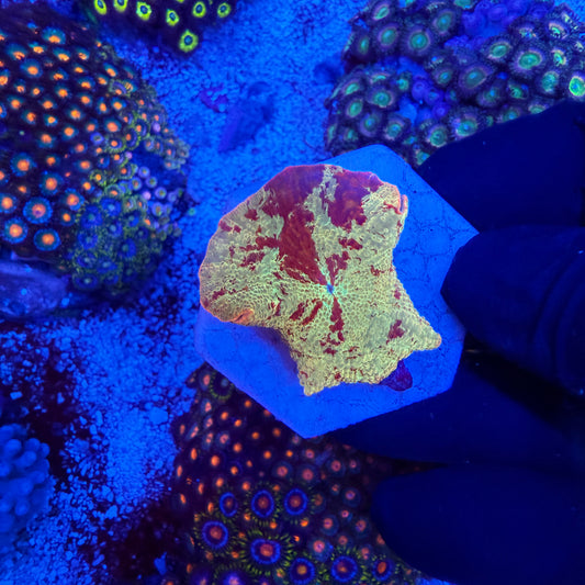 WYSIWYG Jawbreaker Mushroom