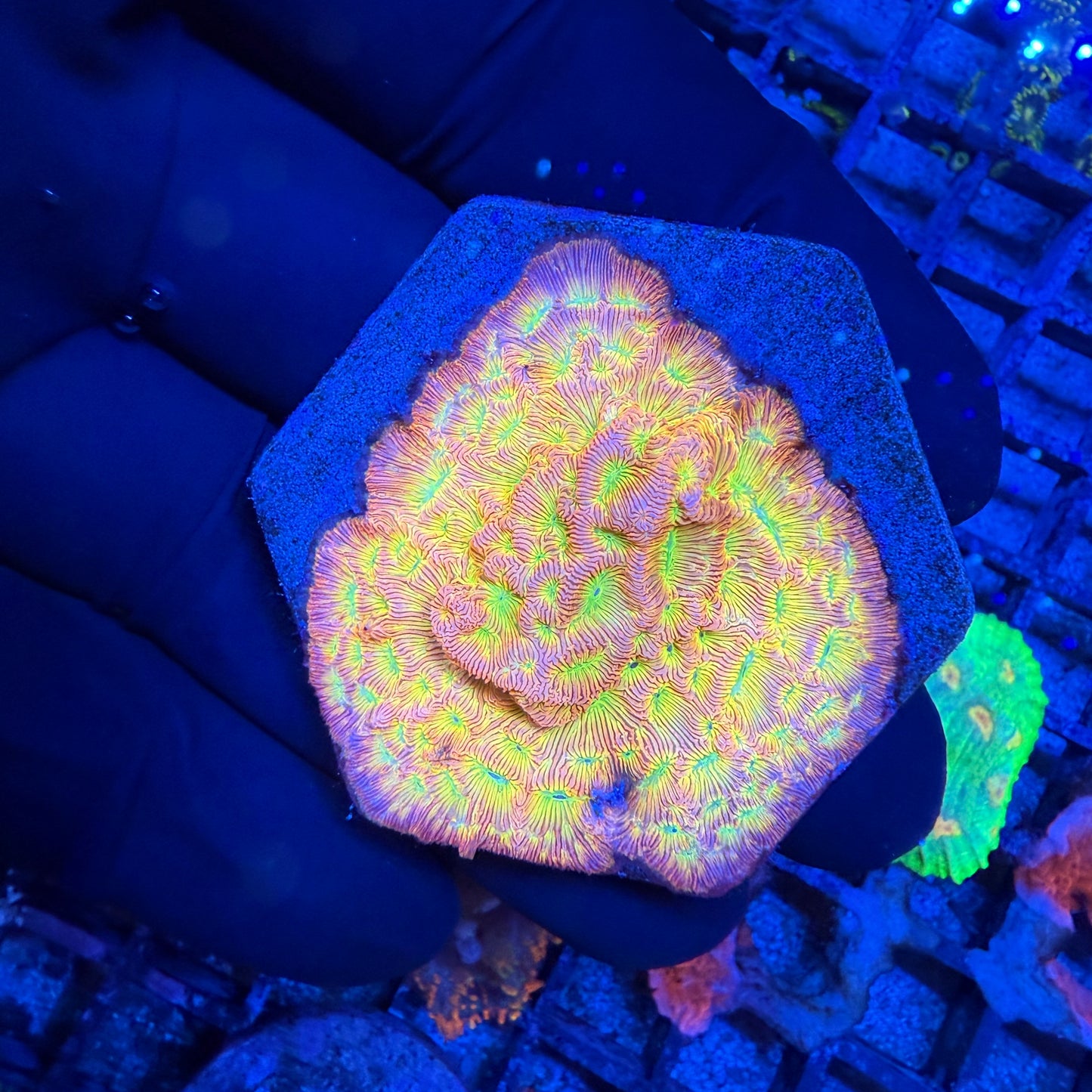 WYSIWYG Jack O Lantern Leptoseris