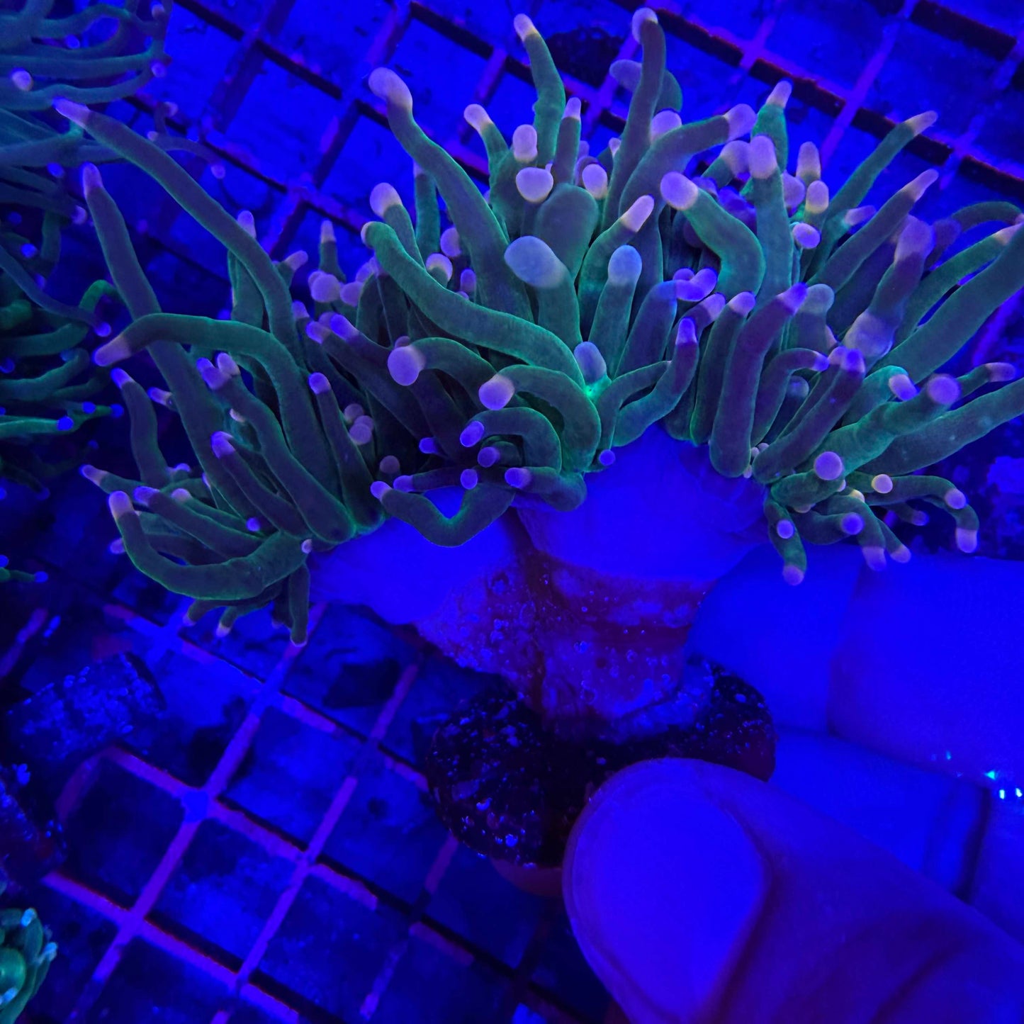 WYSIWYG Pink Tip Torch Coral