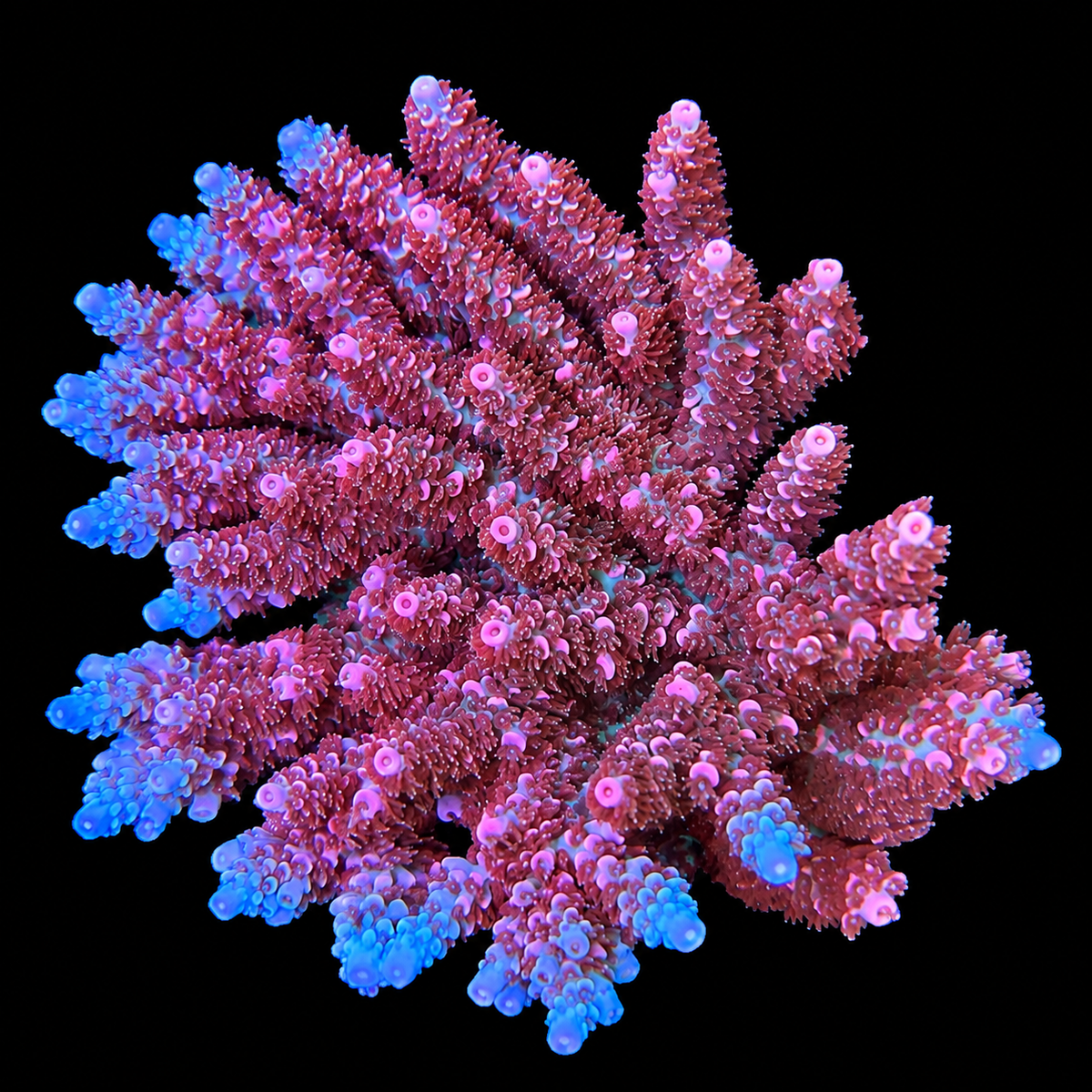 TSA Rainbow Sherbet Acropora Coral