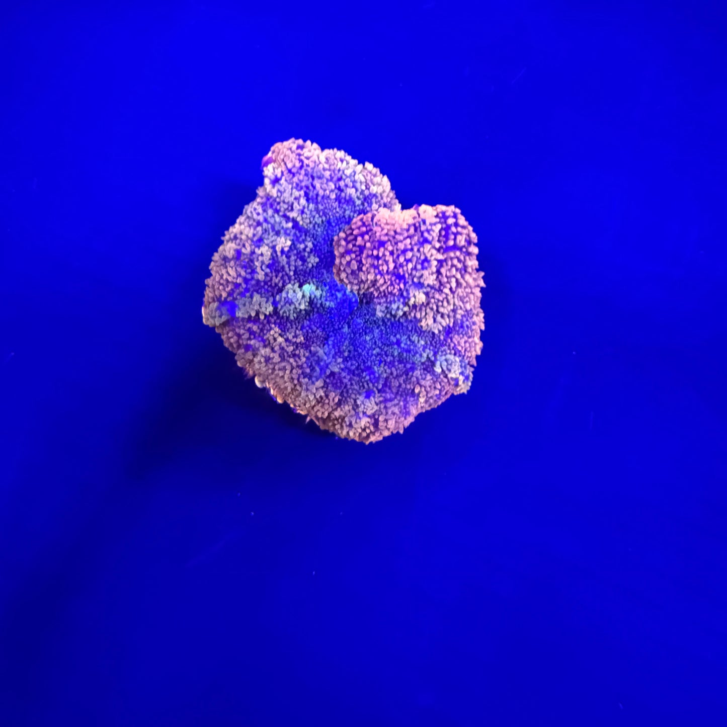 WYSIWYG High End Mushroom Coral