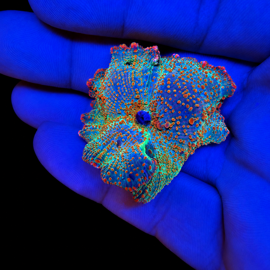 WYSIWYG High End Mushroom Coral